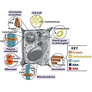 Biological Molecules Model